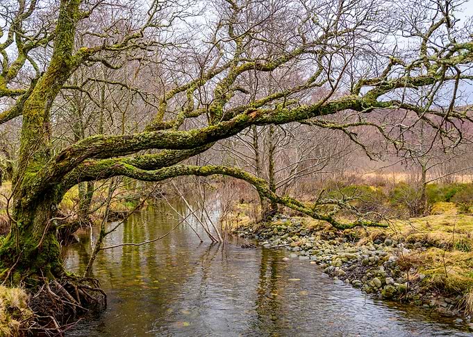 Early Spring
