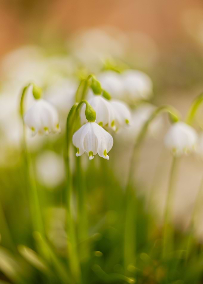Spring day white snowdrops