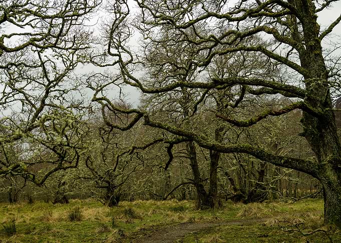 Strange Trees