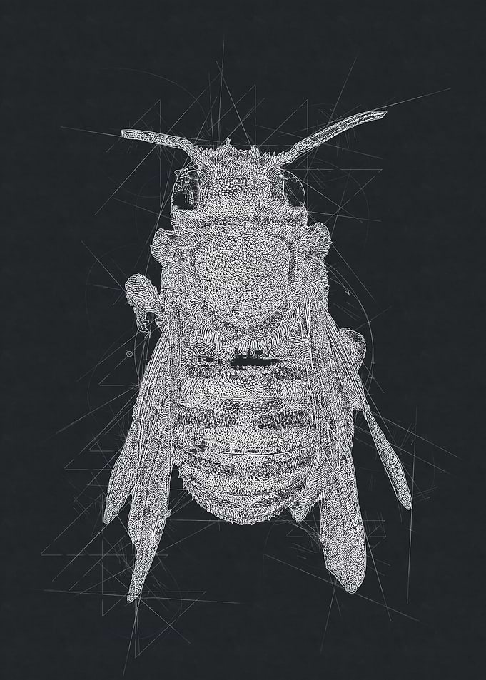Bee Art Drawing