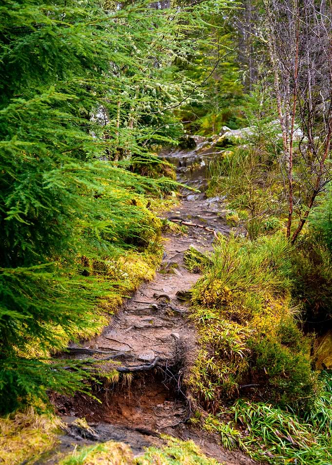 Woodland Path