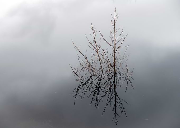 Lake Plant