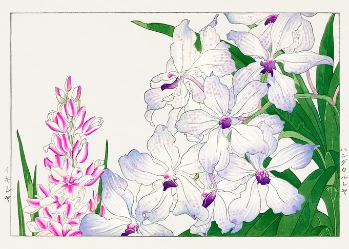 Aesthetic lily flowers