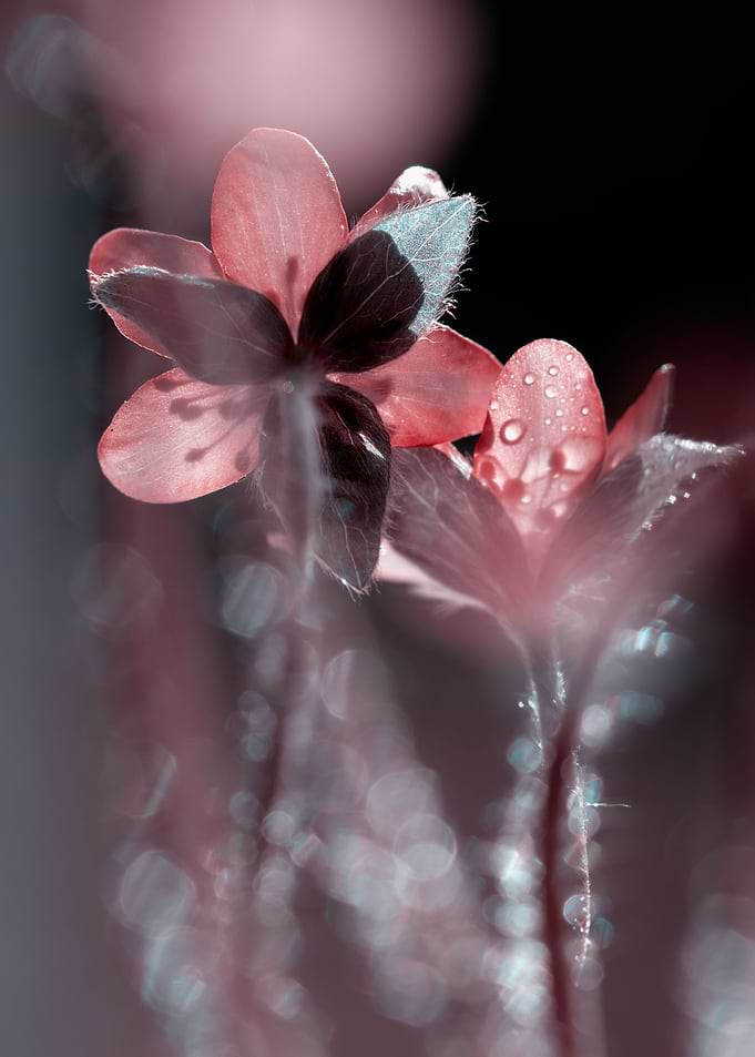 Pink flower spring day