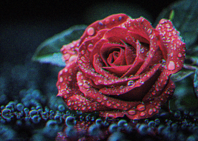 Red Flowers