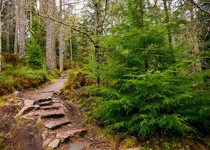 Steps into Forest