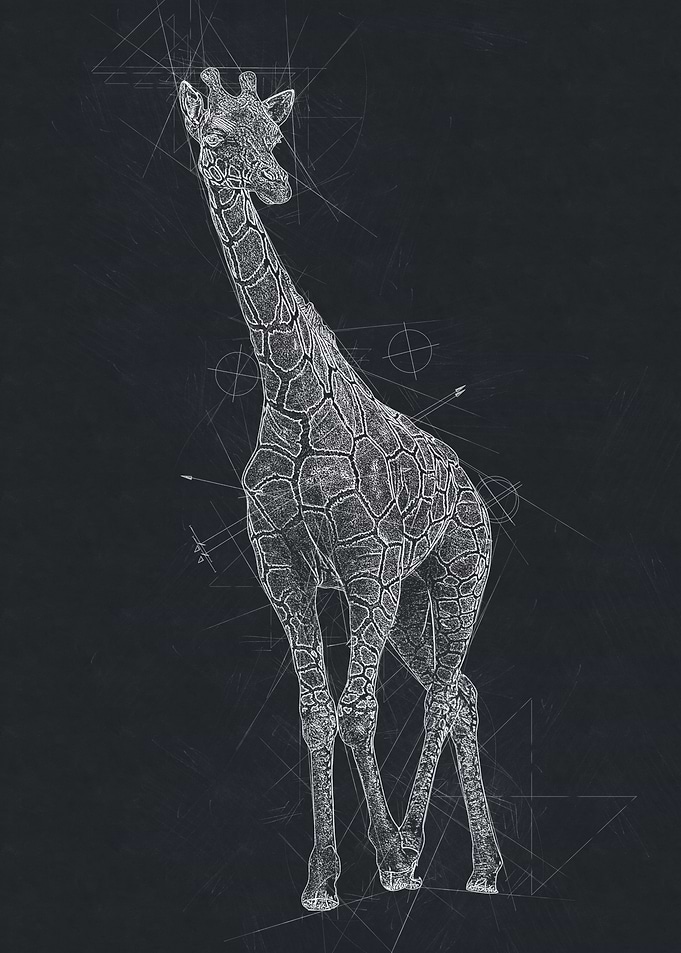 Giraffe Pencil Drawing