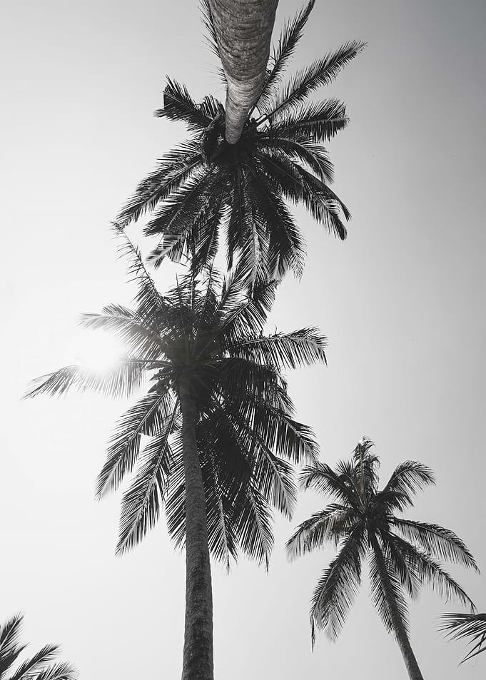 Palms