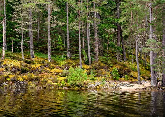 Pine trees island