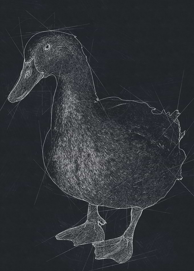 Duck Art Drawing
