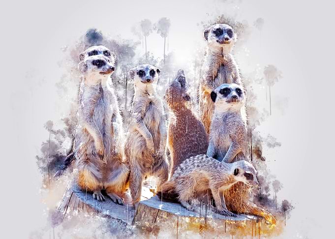 Meerkats