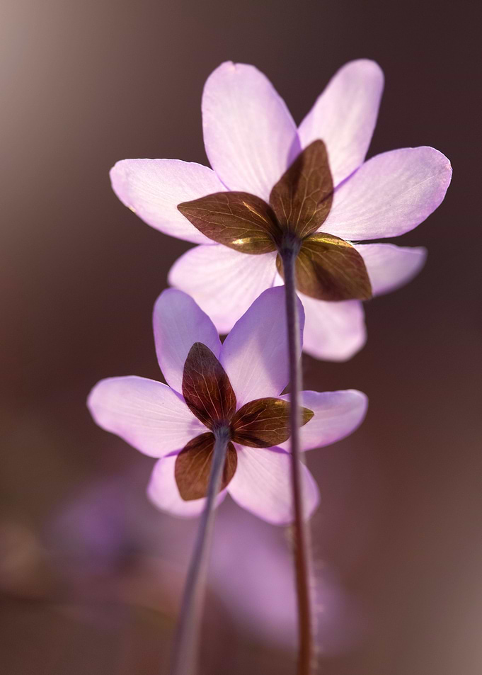 Spring purple flowers
