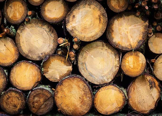 A pile of logs in the wood