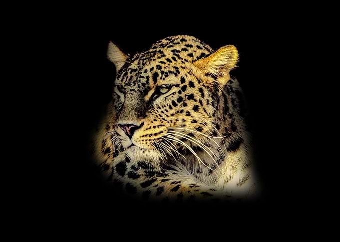 Leopard portrait