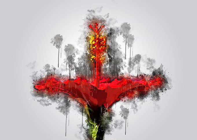 Hibiscus