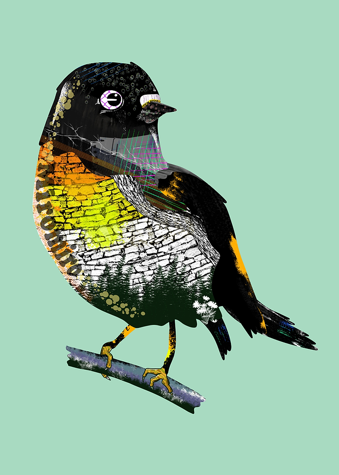 Tomtit Miromiro
