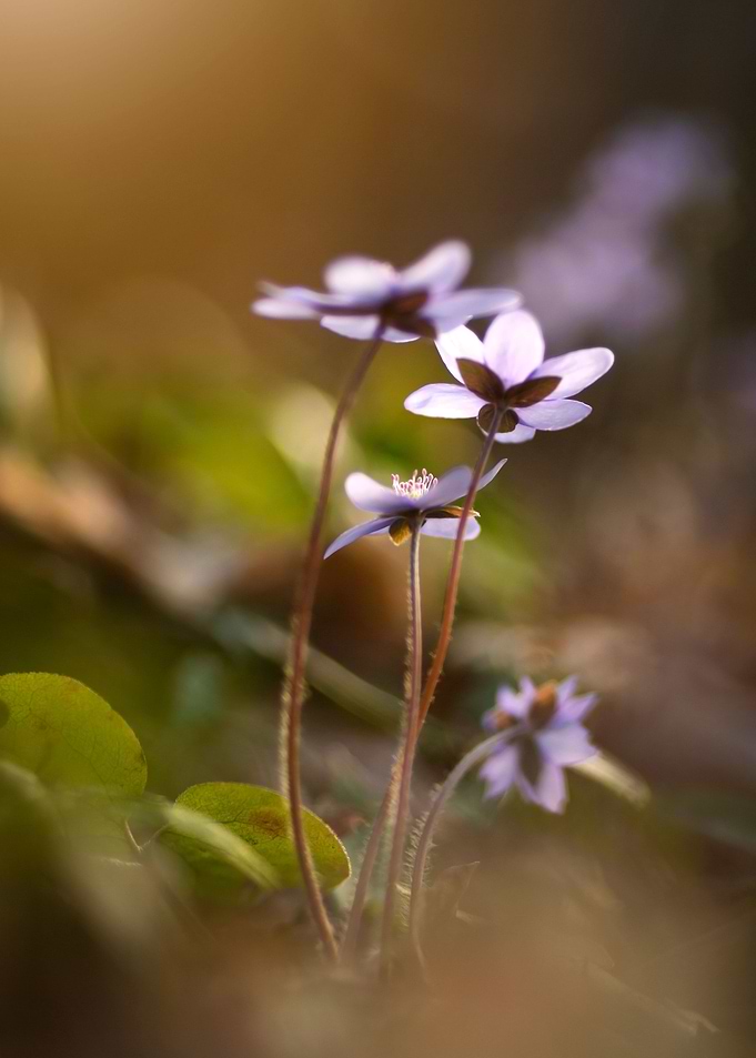 Spring flowers