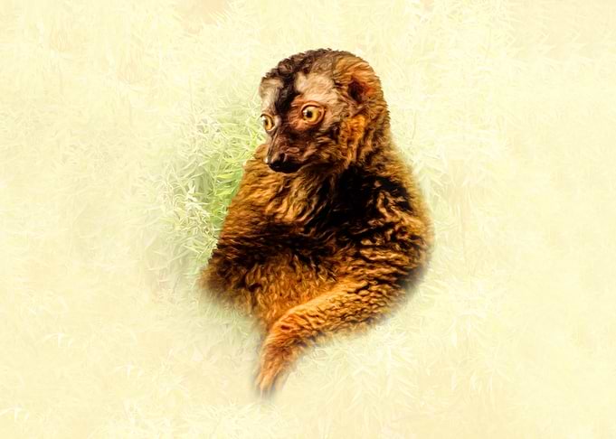 Lemur