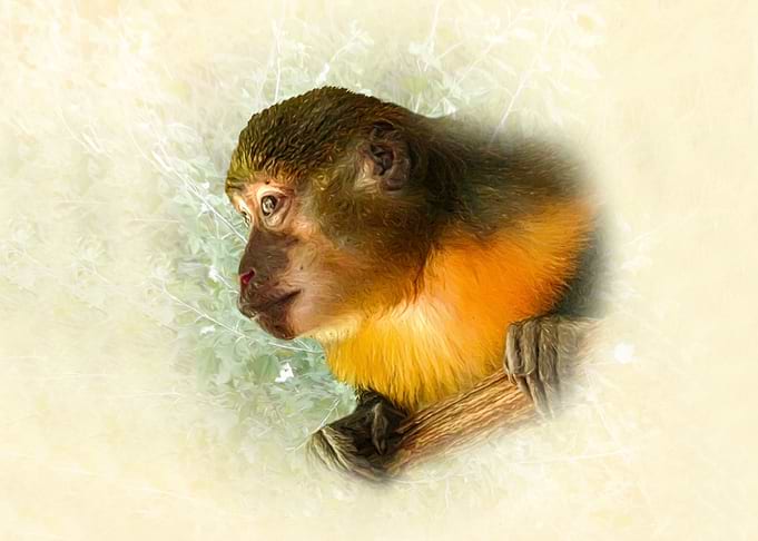 Goden bellied mangabey