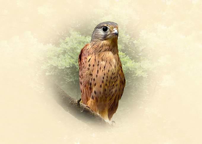 Kestrel