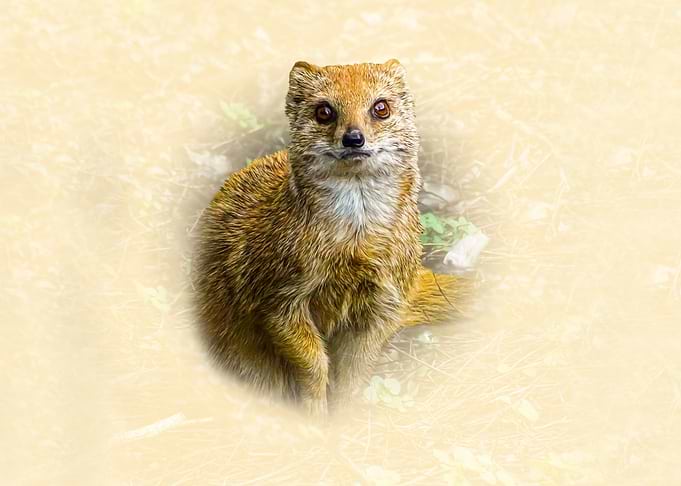 Yellow mongoose
