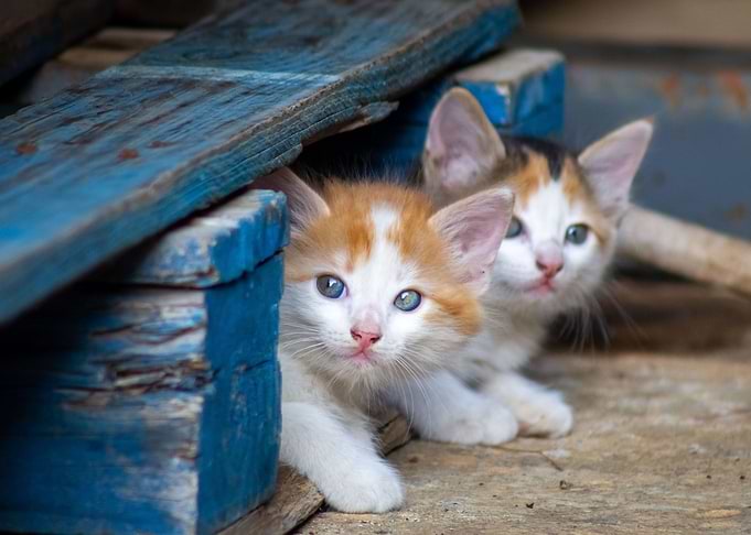 cats in a barn