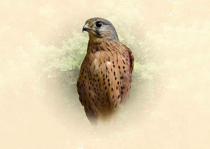 Kestrel