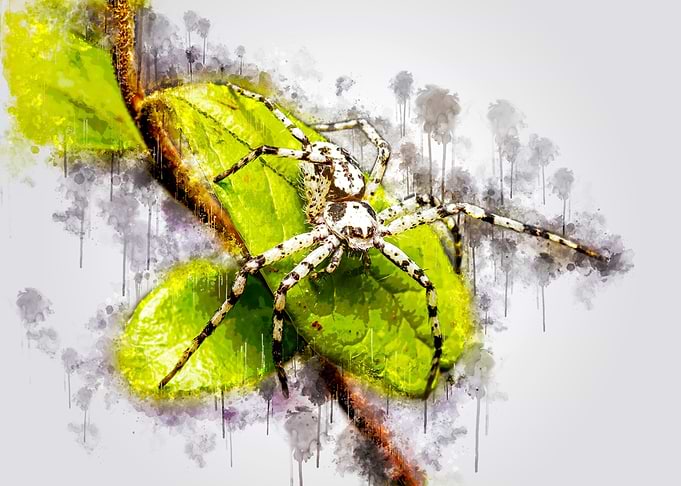 Spider