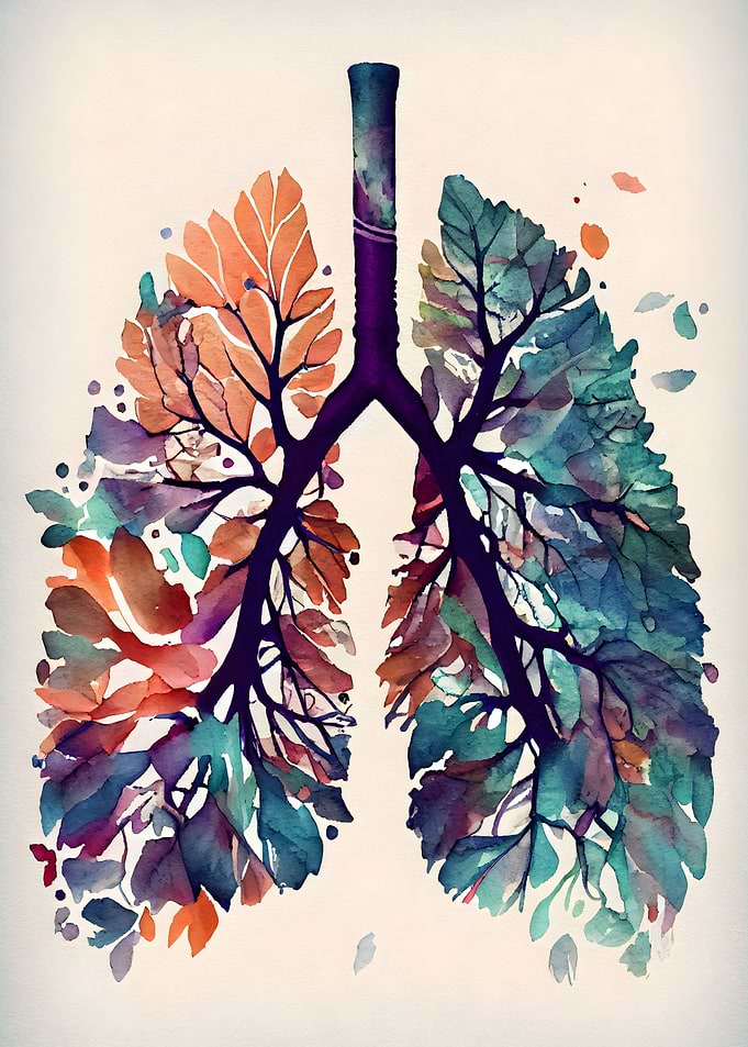 Vintage Anatomical Lungs