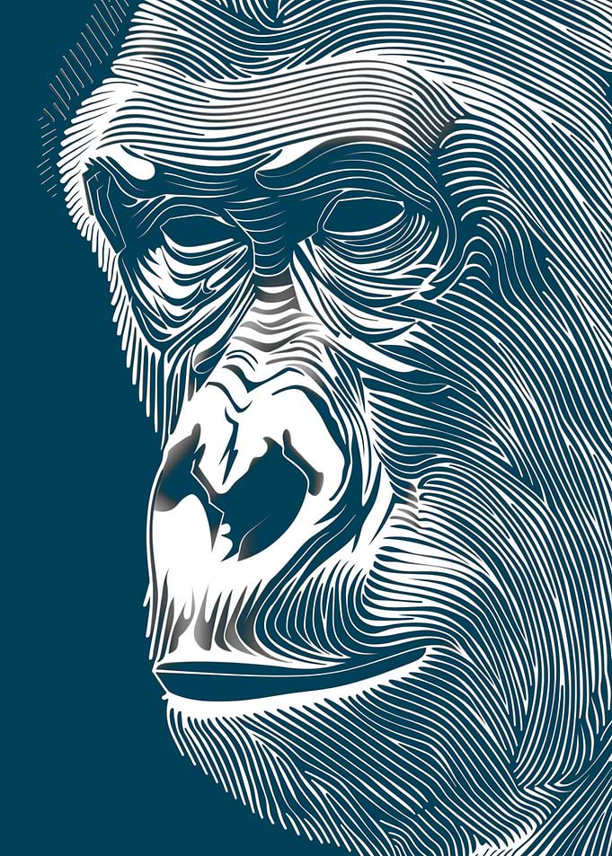 gorilla
