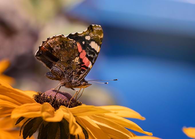 Brown butterfly on flower