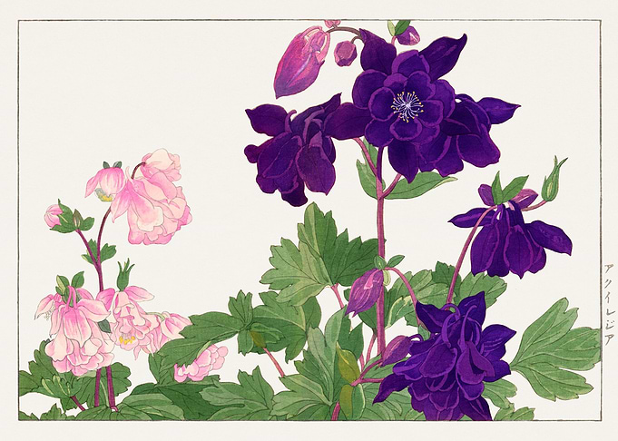 Sweet purple flowers