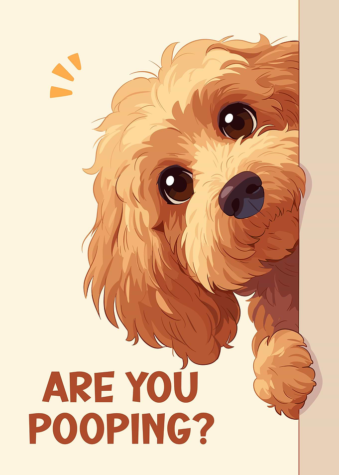 Cavapoo Are you pooping