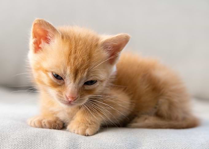 Cute little cat 02