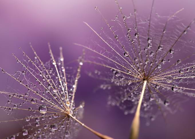 Dandelions