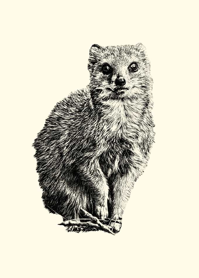 Yellow mongoose