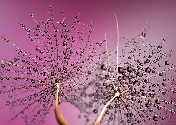 Dandelions