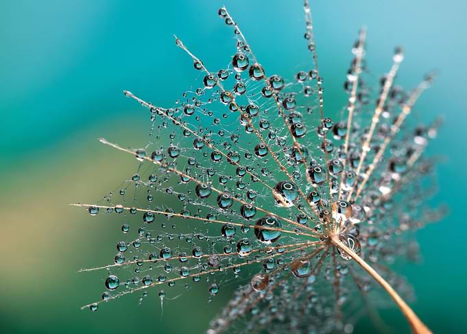 Dandelions