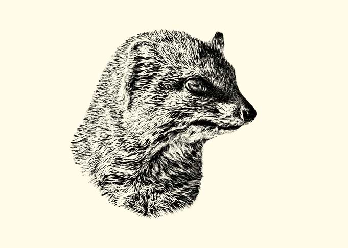 Mongoose portrait 2