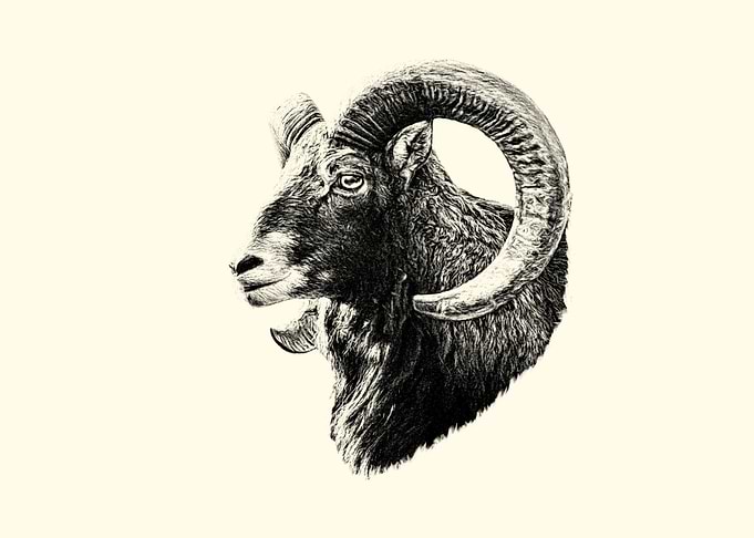 Mouflon