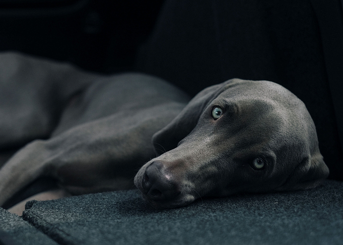 Gray Dog