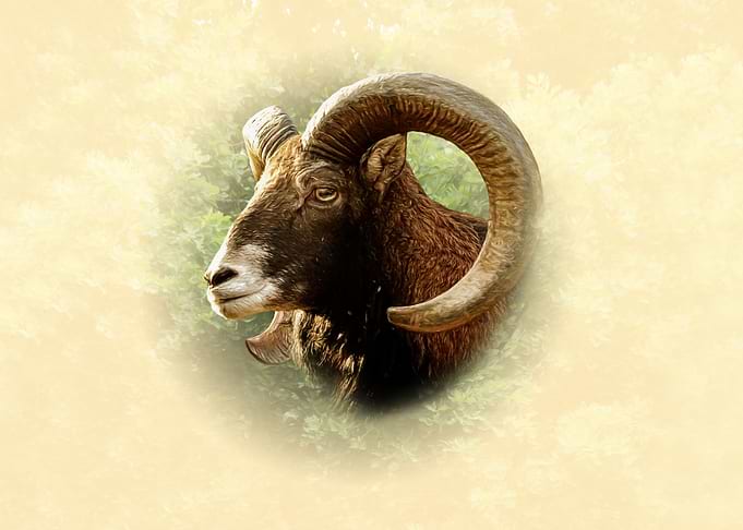 Mouflon portrait