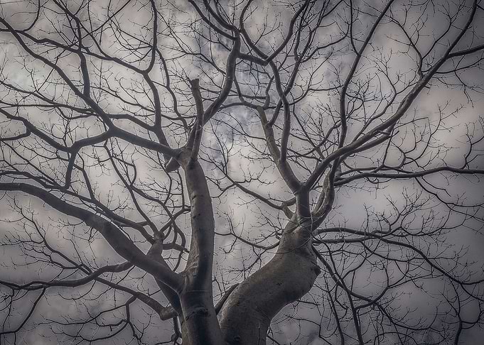 Landscape forest