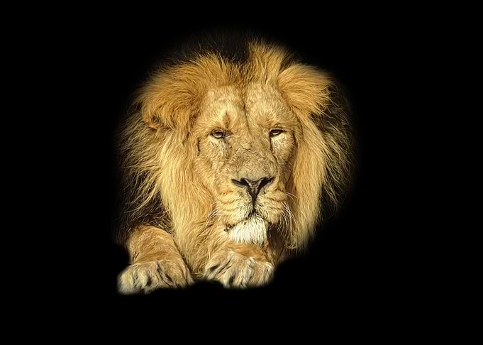 Lion portrait