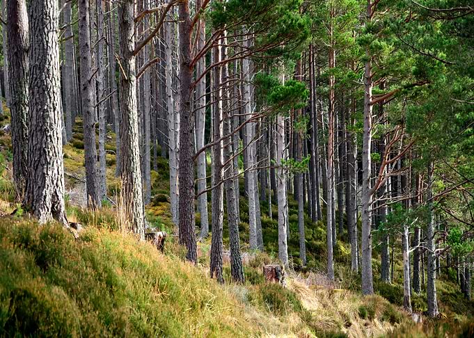 Pinewoods