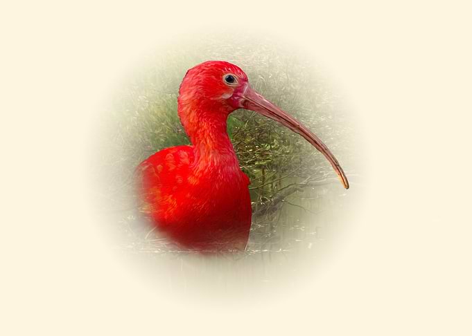 Scarlet ibis