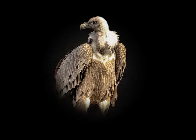 Vulture