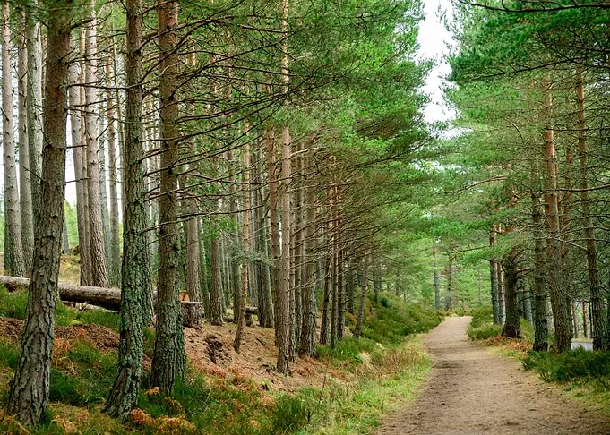 Through a Pine Forest