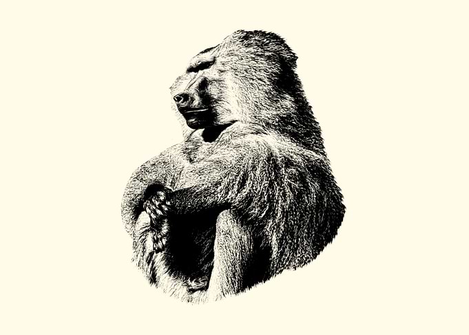 Baboon