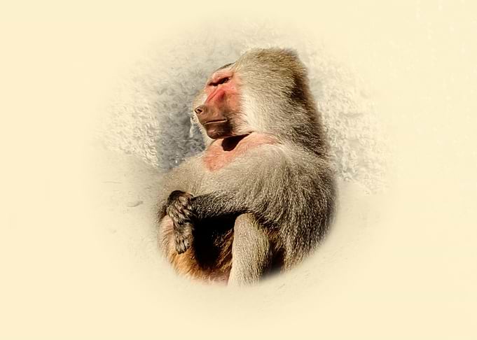 Baboon